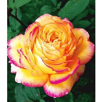 Parfum-Rose 'Mitsouko®'