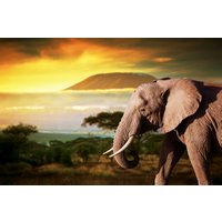 Papermoon Fototapete »Elefant von Kilimanjaro«