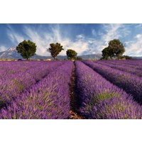 Papermoon Fototapete »Lavendelfeld«