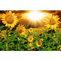 Papermoon Fototapete »Sonnenblumen«