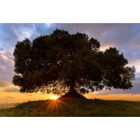 Papermoon Fototapete »Einsamer Baum«