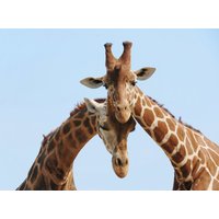 Papermoon Fototapete »Verliebte Giraffen«