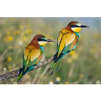 Papermoon Fototapete »Vogelpaar«