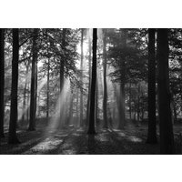 Papermoon Fototapete »Forrest b/w - Silver Editions«