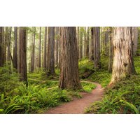 Komar Vliestapete »Redwood Trail«