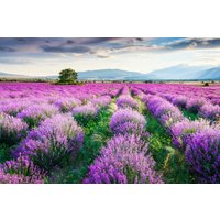 Papermoon Fototapete »Lavende Garten«