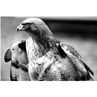 Papermoon Fototapete »Adlerporträt«