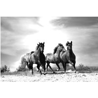 Papermoon Fototapete »Pferde Schwarz & Weiss«