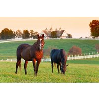 Papermoon Fototapete »Pferde auf Weide«
