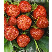 Erdbeere Hummi´s® 'Sengana® Selektion'