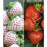 Erdbeer-Raritäten-Kollektion 'Sengana® Selektion & Natural White'