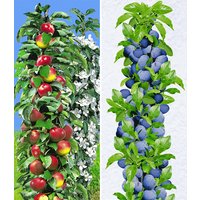 Säulen-Obst-Kollektion Apfel & Zwetschge