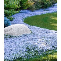 Isotoma 'Blue Foot®'