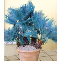Blaue Zwerg-Palme