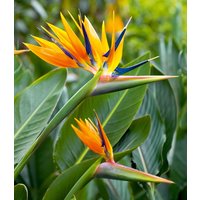 Paradiesvogel-Blume