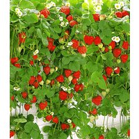 Hänge-Erdbeere 'Hummi®'