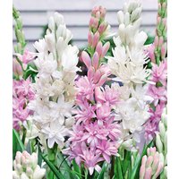 Duft-Tuberose 'The Pearl & Pink Saphier'