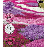 Phlox-Mix 'Flowers of the Sea'