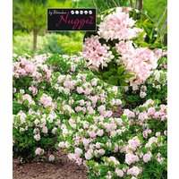 Rhododendron 'Nugget by Bloombux®'