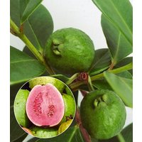 Echte Guave