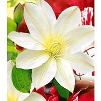 Clematis 'Madame Le Coultre'