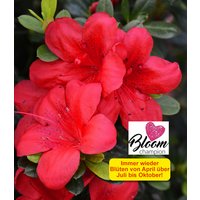 Durchblühende Azalee 'Bloom Champion' rot