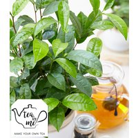 Winterharte Teepflanze 'Tea by me®'