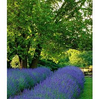 Lavendel 'Phenomenal®' im 2-Liter Topf