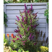 Buddleia 'Straight UP - Butterfly Tower'