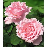 Parfum-Rose 'Sophie Rochas®'