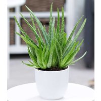 Aloe Vera im 12 cm Topf