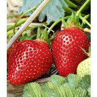 Immertragende Erdbeere 'Albion'