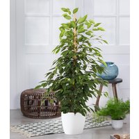 Ficus benjamina 'Danielle' ca. 90-100 cm hoch