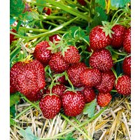 Erdbeere 'Hummi® Aroma-Auslese'