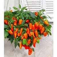 Paprika 'Peppers from Heaven®' F1