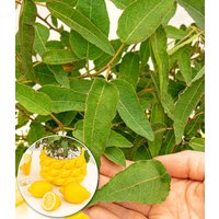 Zitronen-Eukalyptus