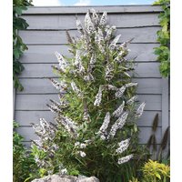 Buddleia 'Butterfly Tower White'