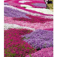 Phlox-Mix 'Flowers of the Sea'